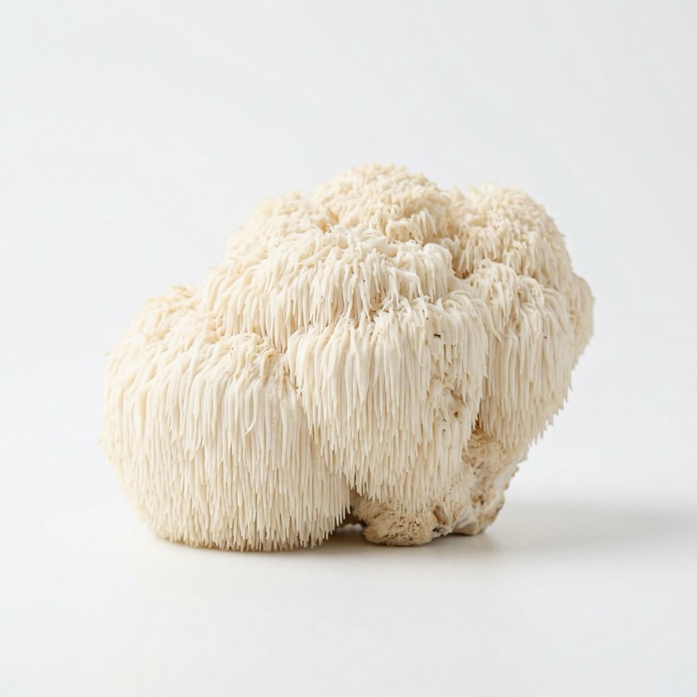 Lion&rsquo;s Mane (Hericium erinaceus) specimen